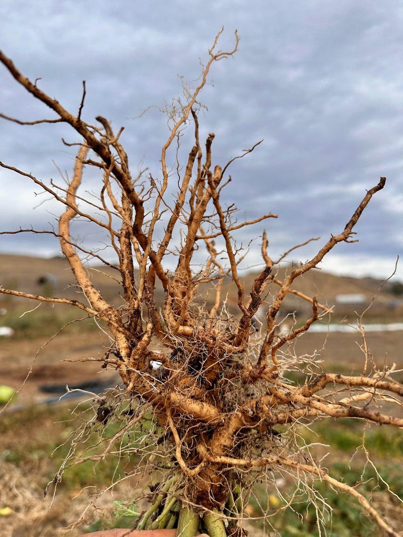 May include: A close-up of a large, tangled mass of brown roots. The roots are thick and woody, and they are spread out in a chaotic pattern. The roots are against a background of brown dirt and green grass.