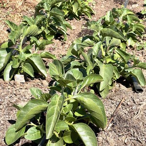 May include: A close-up view of a row of green leafy plants growing in a garden. The plants are growing in rows with a black irrigation line running along the ground. The soil is brown and dry.
