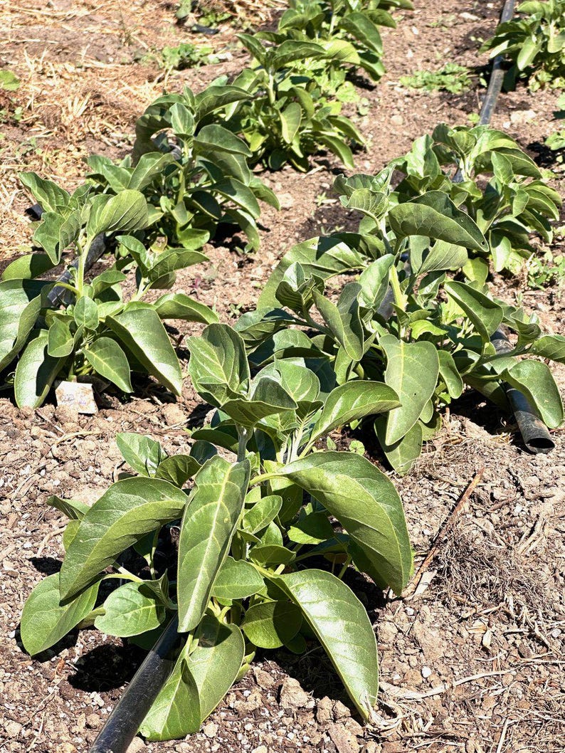 May include: A close-up view of a row of green leafy plants growing in a garden. The plants are growing in rows with a black irrigation line running along the ground. The soil is brown and dry.