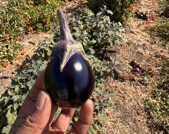 Indian Eggplant Seeds