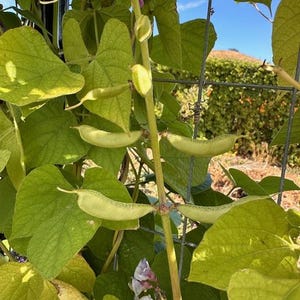 Tindora Seeds - Etsy