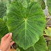 Kula Nursery