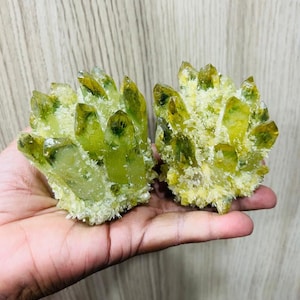 Può includere: Due gruppi di cristalli di quarzo giallo-verde. I cristalli hanno una struttura cristallina appuntita e sono ricoperti da una sottile sostanza bianca e polverosa. I cristalli sono tenuti in mano su uno sfondo di legno marrone chiaro.