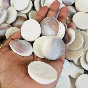 Puede incluir: Primer plano de una mano sosteniendo varias conchas marinas blancas y ovaladas. Algunas conchas tienen un patrón marrón moteado. Se ven más conchas en el fondo.