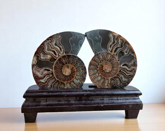Large Ammonite Fossil Fair With Wooden Stand Home Decor Real Ammonite Crystal Fossil A++ Quality Great Colour Druzy Ammonite Crystal Gift