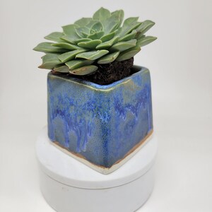 Vase succulent petit carré bleu planteur plantes aériennes image 4
