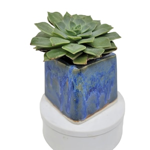 Vase succulent petit carré bleu planteur plantes aériennes image 1