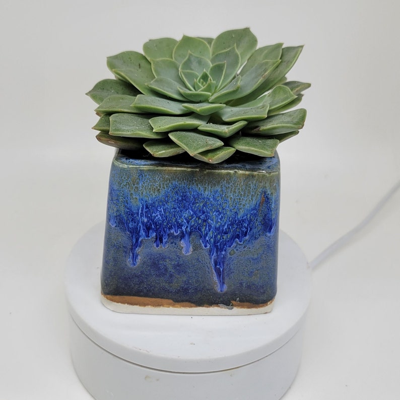 Vase succulent petit carré bleu planteur plantes aériennes image 3