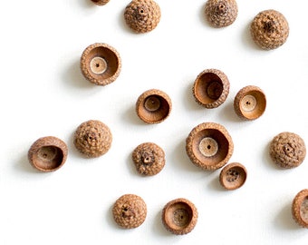 Organic, hand gathered acorn caps, pack of 20, raw and simple or with a hole, with optional natural linen twine