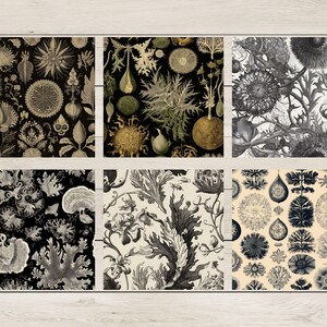 May include: Six different black and white botanical illustrations featuring intricate details of plants and flowers. The illustrations are arranged in a grid pattern.