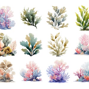 May include: Watercolor illustrations of various coral and seaweed. The image features a collection of colorful aquatic plants in shades of pink, blue, green, and brown. The artwork is detailed and suitable for marine-themed projects.