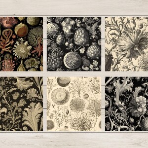 May include: Six different vintage botanical illustrations featuring black and white floral patterns with intricate details. The patterns include stylised flowers, leaves, and stems.