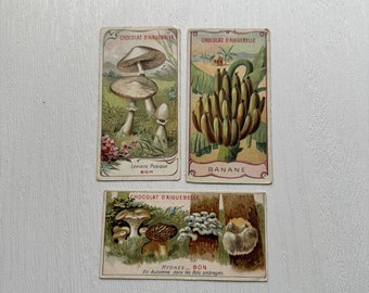 French Trade Cards from early 1900's D'Aiguebelle Chocolate Promo Item- Colorful Educational Cards Paper Ephemera- Mushrooms- Banana