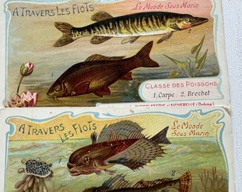 French Trade Cards from early 1900's D'Aiguebelle Chocolate- Colorful Fish Poisson Educational Cards Paper Ephemera- The Underwater World