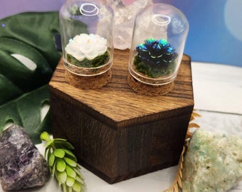 Elysian Bloom Collection – Memorial Domes for Jumping Spiders (Sold Separately)