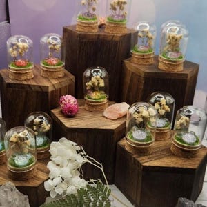 May include: A collection of miniature glass terrariums with dried flowers and moss, displayed on wooden pedestals. Each terrarium is sealed with a cork base. The arrangement includes various sizes and shapes, creating a visually appealing display.