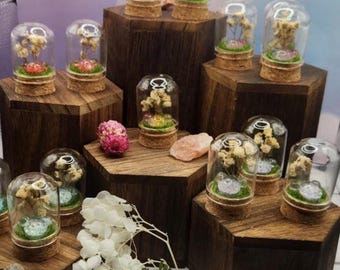 Magical Memories- Enchanted Ombre Memorial Enclosure for your Beloved Jumping Spider (Sold Separately)