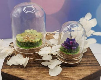 Enchanted Garden Collection – Mini Memorial Domes for Jumping Spiders (Sold Separately)