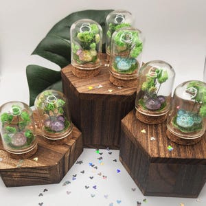 May include: Miniature glass terrariums with cork bases, showcasing tiny landscapes with green plants and colorful, sparkling accents. The terrariums are displayed on dark wooden hexagonal stands, creating a whimsical, decorative display.