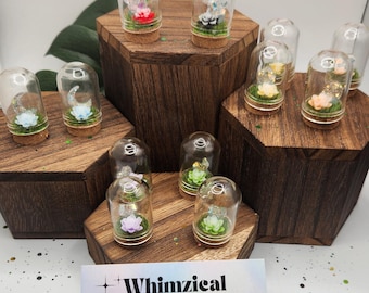 Forever Haven Memorial Enclosure for Your Beloved Jumping Spider - New Designs