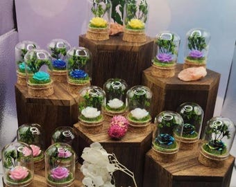 Lumina Bloom Collection – Jumping Spider Memorial Domes - Sold Separately