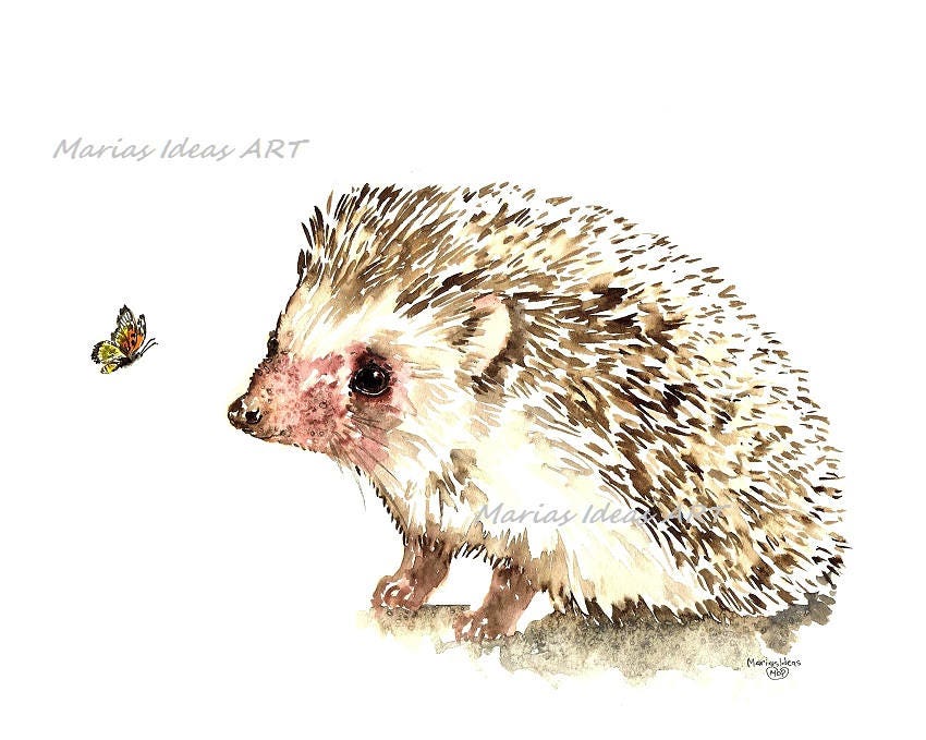Hedgehog Art Hedgehog Wall Art Hedgehog Print Watercolor | Etsy