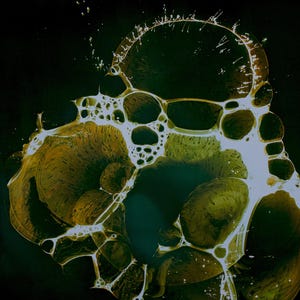 Camera-less Analog Photography. Chemigram.