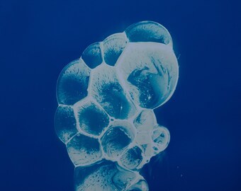 Camera-less Analog Photography. Chemigram.
