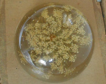 Rare QUEEN ANNES LACE Paperweight Vintage Summer Botanical Find Floating in Acrylic Resin Dome Shape 4 x 2  Vanity Desk Shelf Sitter