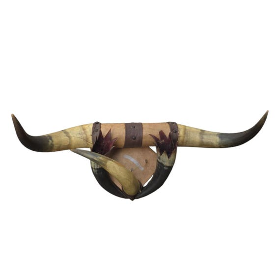 Decorative Longhorn Wall Art Steer Bull Horns Western Ranch Cabin