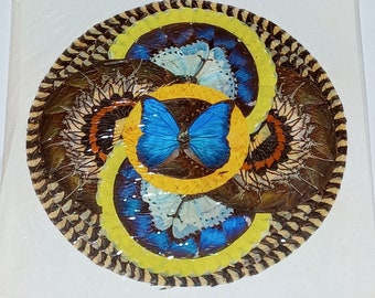 Butterfly Wing Folk Art Handmade Collage lue Yellow Vintage Taxidermy 17 x 17 B28