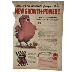 以下が含まれることがあります： Ful-O-Pep Chick Starterのヴィンテージ広告。大きな漫画風の鶏と3羽のひよこが描かれています。「New Growth-Power!」と「New APF... New Formula boosts health & livability, too!」というテキストが含まれています。広告は1950年3月からです。