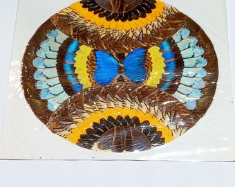 Butterfly Wing Art Handmade Collage Yellow Brown Vintage Taxidermy 17 x 17 B30