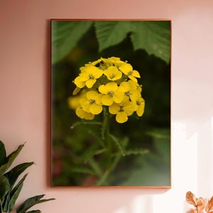 Oregon landskapstryck, västra väggblomma, vildblomskonsttryck, botaniskt foto, nordvästra USA, vårvildblommor, naturkonst