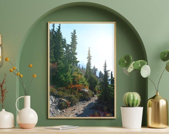 Puede incluir: Una fotografía enmarcada de un sendero forestal que serpentea a través de un exuberante bosque verde con árboles altos y un cielo azul brillante en el fondo.