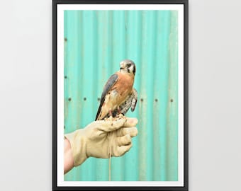 Bird Art Print, Wildlife Photography, American Kestrel, Falcon Art, Pacific Northwest, Oregon, Washington, Nature Conservation