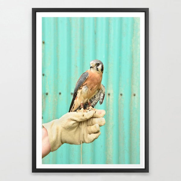 Bird Art Print, Wildlife Photography, American Kestrel, Falcon Art, Pacific Northwest, Oregon, Washington, Nature Conservation