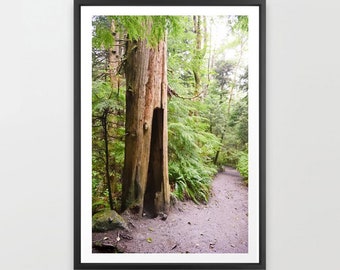 Misty Forest Art Print, Tree Stump, Mystical Art, Pacific Northwest, Oregon, Woods Photography, Washington, Tree Art