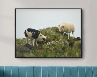 Iceland Grazing Lambs Print, Wildflower Landscape Photography, Nordic Art