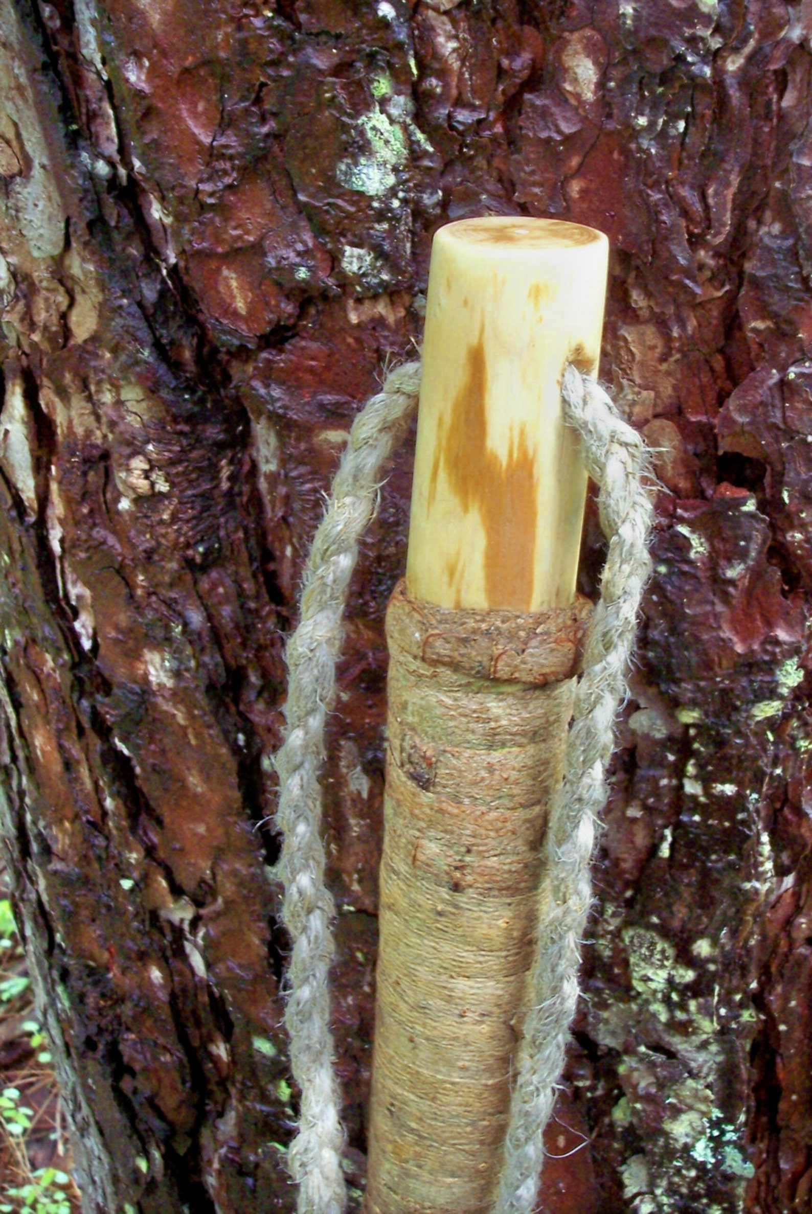 Natural finish Walking stick Maine Ash Wood Hiking staff with Etsy