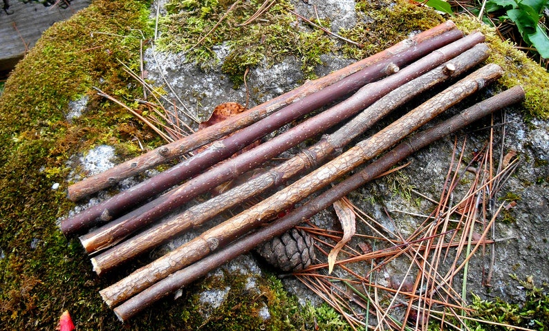 Esche Zauberstab Rohlinge Set Von 6 Baum Des Lebens Holz Etsy