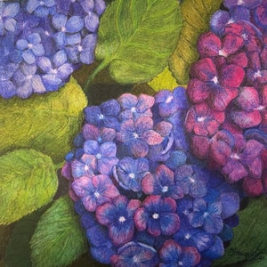 Hydrangea in Full Bloom Blank Greeting Card