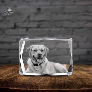 Op de afbeelding: Een kristallen briefgewicht met een 3D-beeld van een hond erin. De hond is een lichtbruine labrador retriever met een zwarte halsband. De hond kijkt naar de camera en heeft zijn tong uitgestoken.