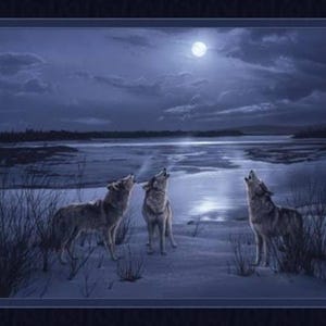 Silver Wolf All cotton fabric Wild Wings Coordinated backing 45" wide Winter Wolves Snow Wildlife CP66443 Gray (sold BTY) image 3