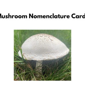 Mushroom Sections Nomenclature Cards