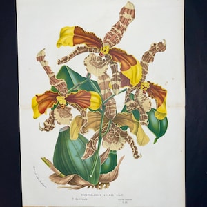 Original Tiger Orchidee Druck, 19.Jh. Odontoglossum Grande Antike botanische Lithographie, große exotische Blumen Wandkunst