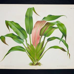 P.J. Redouté Original Botanical Print – Antique 19th Century Leaf Lithograph, Rare French Natural History Wall Art