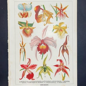 Impressão de gráfico de orquídea antiga – Litografia original do século XIX de variedades de orquídeas, ilustração científica botânica rara