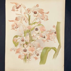 Original Dendrobium Orchid Print – Antique 19th Century Botanical Lithograph, Victorian Floral Illustration, Grandmillennial Wall Art