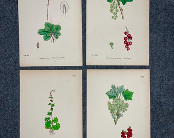 Set of 4 Antique Botanical Prints – Original 19th Century Red Currant & Saxifraga Lithographs, Farmhouse Kitchen Wall Art